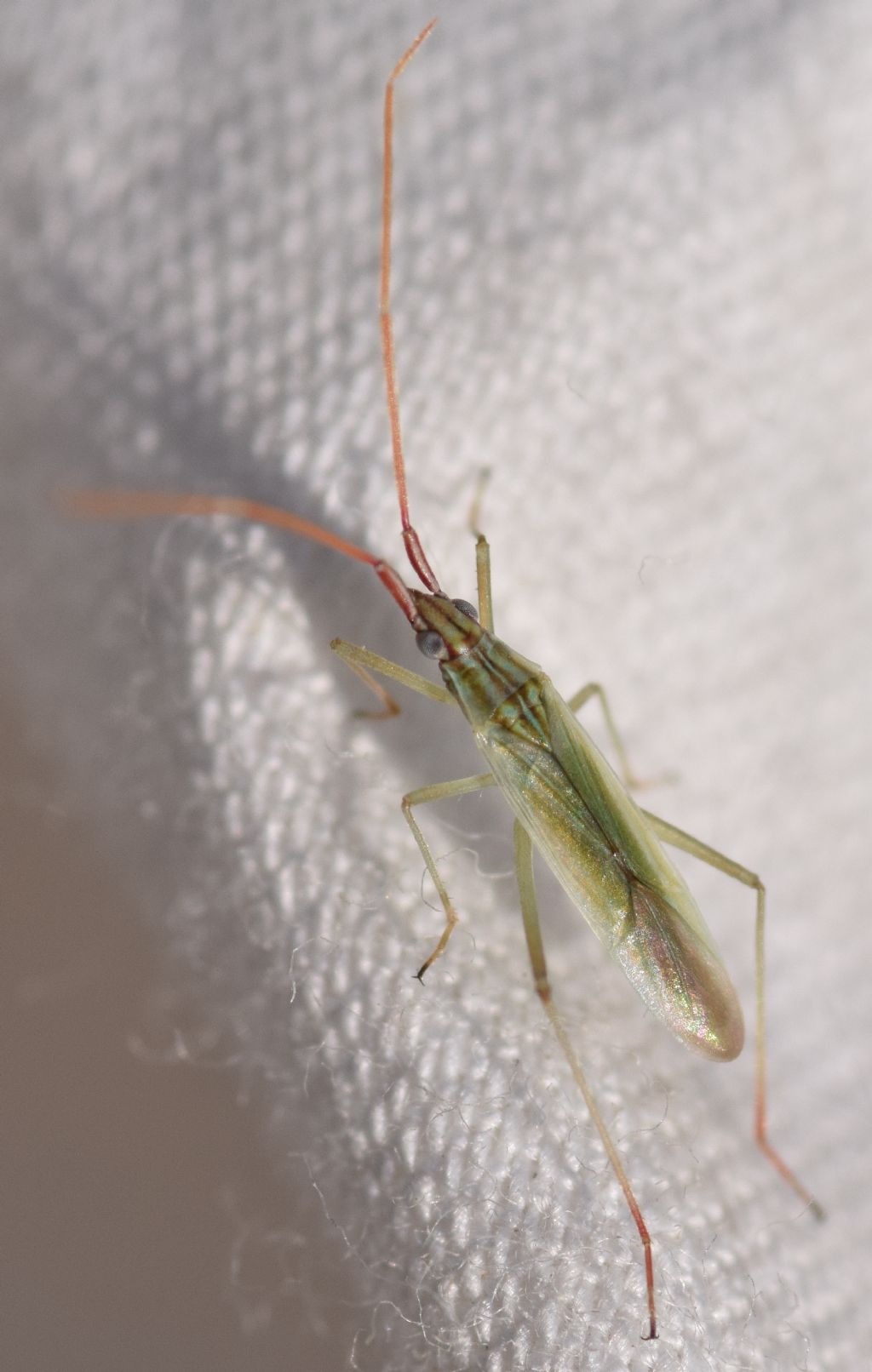 Miridae: Trigonotylus cfr. pulchellus dell''Emilia (BO)